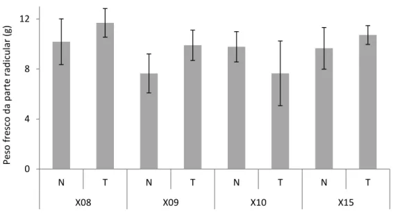 Figura 3.3-  Proporção percentual de peso seco da parte aérea e da parte radicular das plantas  das linhagens X08, X09, X10 e X15, 60 dias após a inoculação com 5000 avos e jovens de  segundo estádio de Meloidogyne javanica