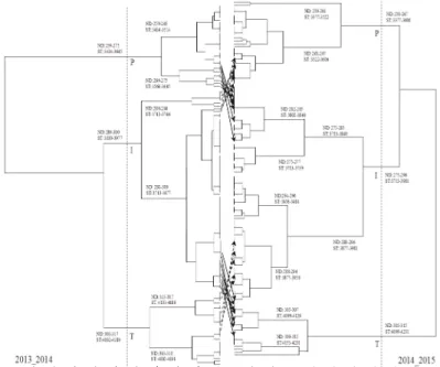 figura 3 - Dendrograma obtido pelo método de UPGMA, classifi cando os 130 clones de Coffea canephora nos  anos agrícolas 2013/2014 e 2014/2015 em função das estimativas da soma térmica para a maturação dosfrutos