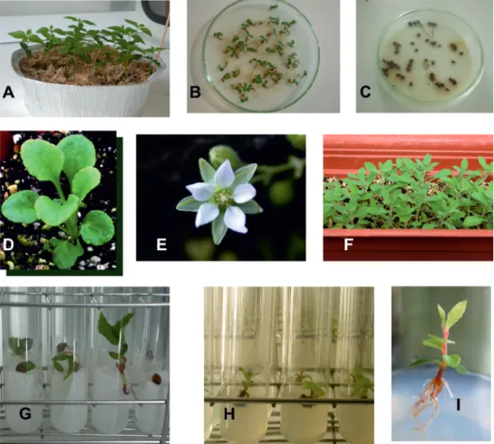 Figura 2: Disciplinas de Fisiologia Vegetal e Cultura in vitro: Ensaios de quebra de dormência de sementes em Picconia  azorica (A), Lotus azoricus (B) e Juniperus brevifolia (C)