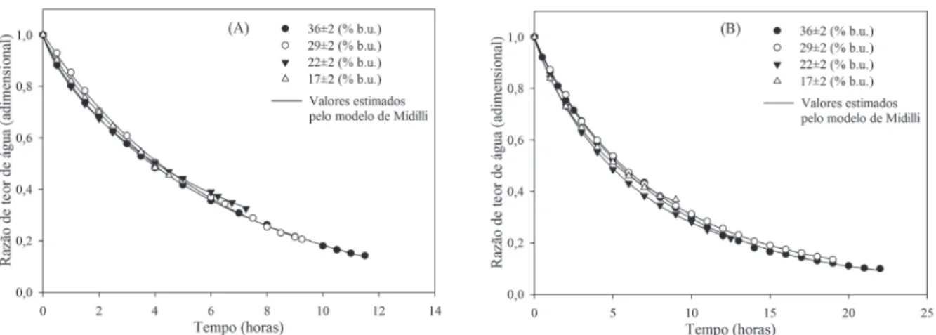 FIGURE 3 -  Experimental  moisture  content  ratio  values  and  the  values  estimated  by  the  Midilli  model  for  processed coffee beans with different moisture contents subjected to drying at 40±1 °C (A) and 35±1 °C (B).