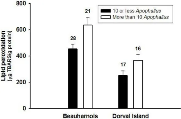 Figure  2.    Measurements  of  oxidative  stress  (lipid  peroxidation)  in  yellow  perch  (Perca  flavescens)  from  a  polluted  site  (Beauharnois)  and  a  reference  site  (Dorval  Island)  in  the  St