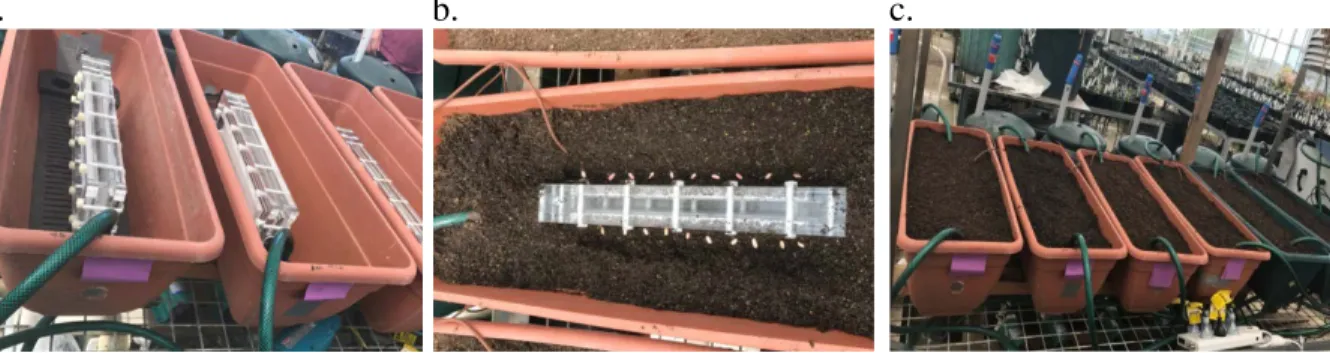 Figure 1. Installation of irrigation modules (a), seeds sowing (b), and final pot setup (c)