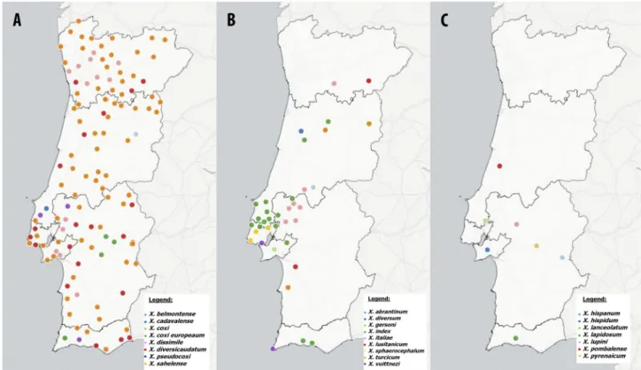 FIGURE 2 . Geographic distribution of populations from Xiphinema spp. in Continental Portugal: (A) Xiphinema belmontense,  X
