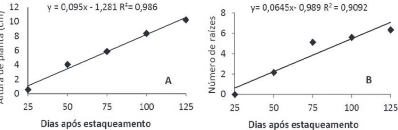 FIGURA 1 - Equação de regressão para altura da mudas (A) e número de raízes (B) em mudas cafeeiras (Coffea  canephora) produzidas em diferentes substratos e avaliadas aos 25, 50, 75, 100 e 125 dias após o estaqueamento.