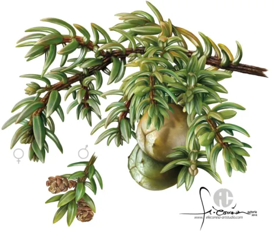 Figure 1. Juniperus brevifolia (Seub.) Antoine with details of a female branch, with seed cones, and a male branch  with  male  cones