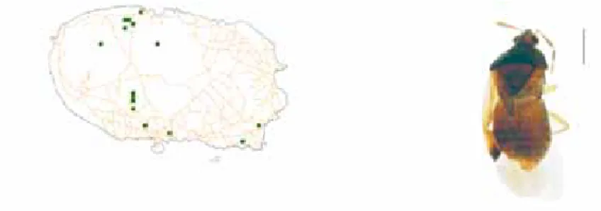 Figura 4.18 – Distribuição na ilha Terceira do percevejo da espécie B rachysteles parvicornis  (A