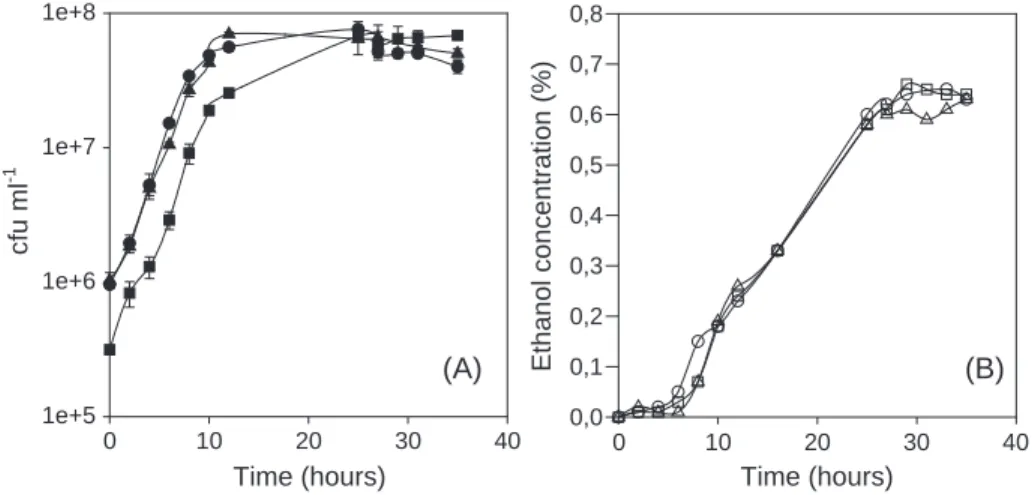 Fig. 1. Growth kinetics (A) and ethanol production (B) by pure cultures of S. cerevisiae (n, 5 ), H