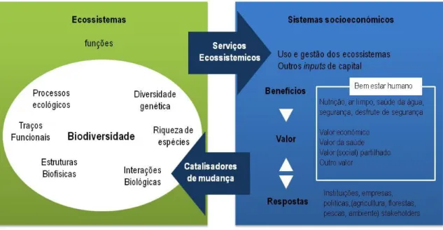 Figura 2.3. Enquadramento conceptual para avaliações de ecossistemas à escala da EU  (adaptado de Maes, 2013) 