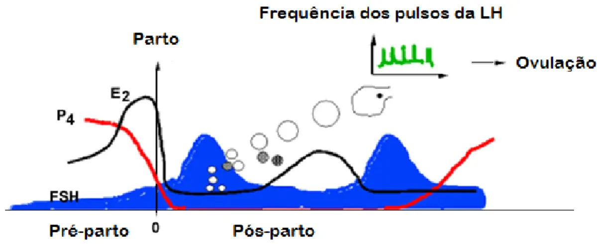 Figura  2  –  Dinâmica  folicular,  ovulação  e  concentração  da  hormona  folículo 