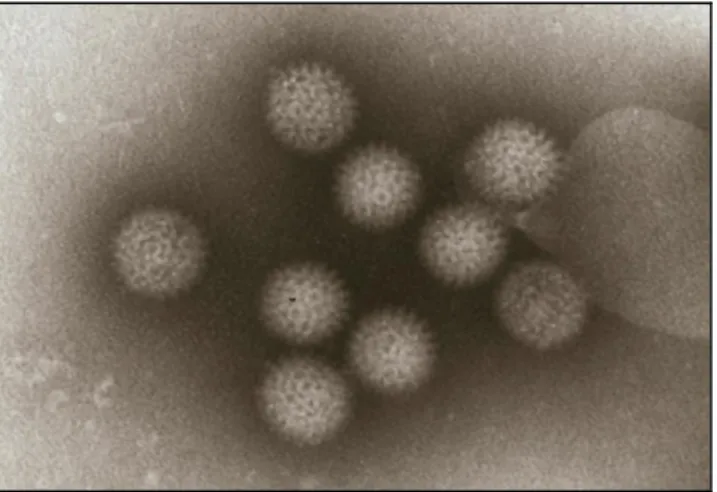 Figura 3:  Partículas do vírus da língua azul. Microscopia electrónica.  Ampliada 78.000x em células de  rim de borrego (MicrobeLibrary.org; Foto de Walton and Buch)
