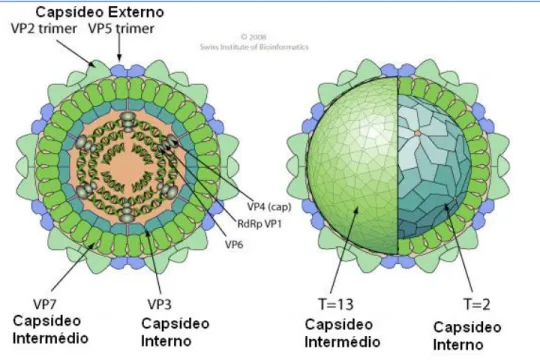 Figura  4:  Esquema  ilustrativo  da  estrutura  do  vírus  da  língua  azul.  (Adaptado  do  Swiss  Institute  of  Bioinformatics  http://viralzone.expasy.org/all_by_protein/106.html,  Acedido  em  10  de  Fevereiro  de  2012)