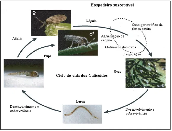 Figura 5: Ciclo de vida dos Culicóides (Adaptado de Purse et al., 2005). 