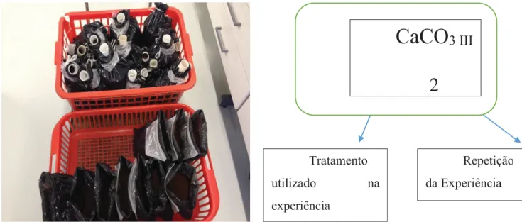 Figura 2 - Identificação das Amostras submetidas à experiência 