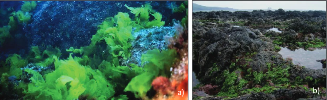 Figura 5. U. rigida em ecossistemas dos Açores: a) subtidal (foto de DOP-UAç 2013); b) intertidal  rochoso (foto Bruno Magalhães, 2013)