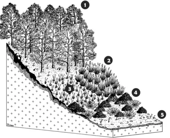 Figure 1. Schéma simpli ﬁ é de la série Saxifraga – spathularidis Betuleto celtibericae S., sur sols profonds, sans engorgement prolongé: 1