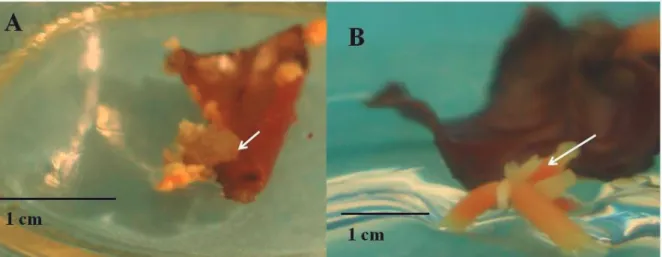 FIGURE 2 - Presence of structures similar to callus (A) and somatic embryos (B) on foliar explants of Coffea  arabica submitted to direct somatic embryogenesis, at 30  o C.