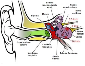 Figura  1.  Esquema  do  aparelho  auditivo