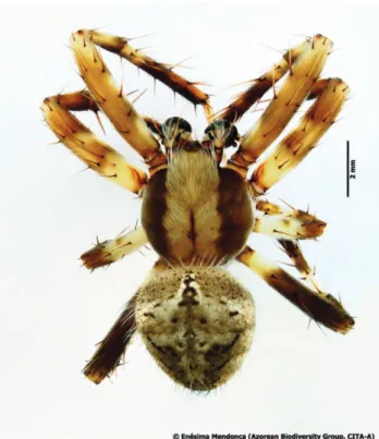 Fig. 4. Agalenatea redii (Araneae, Araneidae) male habitus. A perfectly focused 3-D image using the Syncroscopy AutoMontage system.