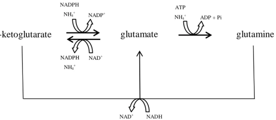 Figure 1 - The -ketoglutarate – glutamate – glutamine node of amino acid  metabolism 