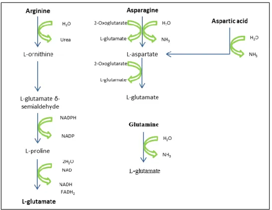 Figure 3 - Some amino acids catabolism pathways forming glutamate  However, at least six other amino acids (the branched-chain amino acids leucine,  isoleucine  and  valine;  and  the  aromatic  amino  acids  phenylalanine,  tyrosin  and  tryptophan)  are 