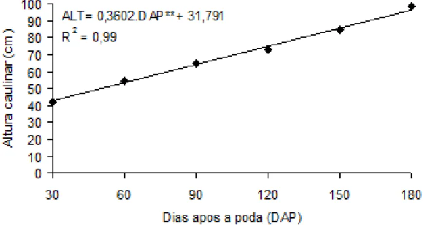 Figura 1. Altura caulinar (cm) de pinhão mansa, em função dos dias após a poda de uniformização das plantas  (DAP), cultivado em área irrigada em Crateús – CE.