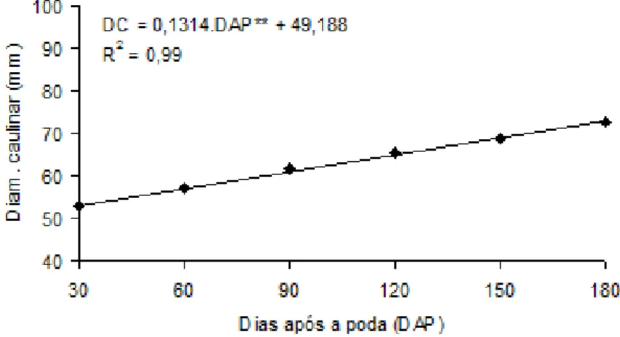 Figura  2.  Diâmetro  caulinar  (mm)  de  pinhão  manso,  em  função  dos  dias  após  a  poda  de  uniformização  das  plantas (DAP) cultivado em área irrigada em Crateús – CE.
