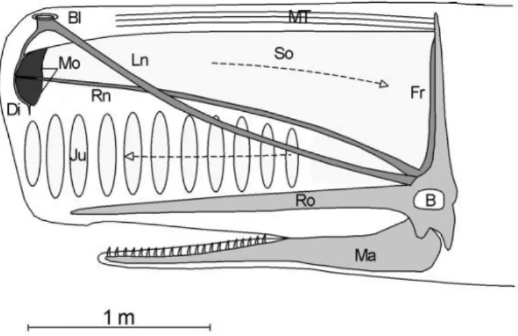 Figure  I.  1  –  Cross  section  of  the  head  of  a  sperm  whale,  showing  anatomical  structures  relevant  for  sound production