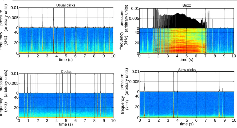 Figure I. 2 – Waveform and spectrogram (512 FFT block size with 10 s segments, 5 Hz sampling rate) of usual clicks, buzz, codas and slow clicks