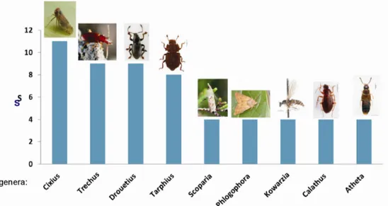 Figure 12. Number of endemic species and subspecies (S) of the most speciose genera of terrestrial arthro- arthro-pods from Azores (Photos by Carla Rego, Paulo A.V