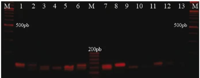 Figure 1 - Electropherogram showing confirmation of SSR sequences of OniUFPel01(A), OniUFPel02(B), and OniUFPel06(C), with the AATG, CTTT, and AATC repeat motifs, respectively