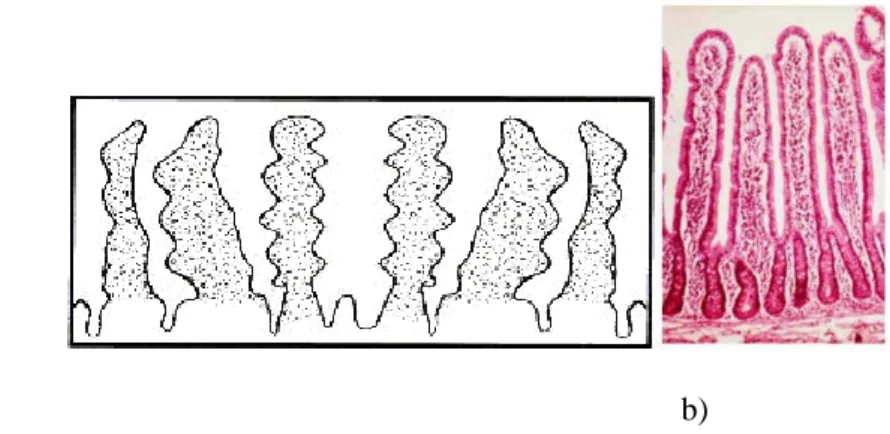 Figura  2  -  Mucosa  intestinal  normal,  a)  representação  do  intestino;  b)  observação  microscópica (Fonte: a) César, 2006; b) http://www.ufrgs.br/alimentus/pao/curiosi dades/celi  aca.htm)