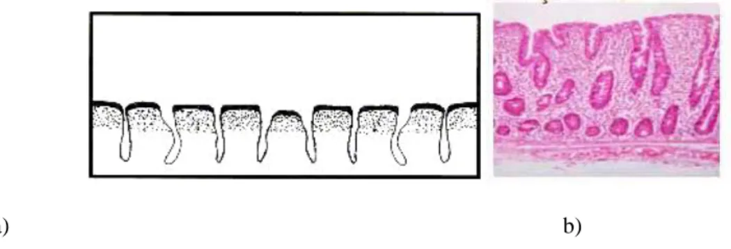 Figura 3 – Mucosa intestinal plana, que perdeu as vilosidades na DC, a) representação do  intestino;  b)  observação  microscópica  (Fonte:  a)  César,  2006;  b)  http://www.ufrgs.br/alimentus/ pao/curiosidades/ celiaca.htm)