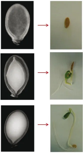 Figure  2 -‘Jabras’ squash hybrid seeds classified as empty (above), malformed (center) and full (below) by the X-ray test, and their seed and seedlings after the germination test, showing respectively non germinated seed, abnormal seedling and normal seed