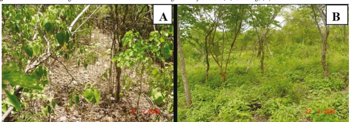 Figure 2 - Details of the vegetation in the two micro basins during the rainy season: (A) CPDReg; (B) CPDThin