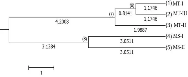 Figure 1 - Dendogram of the five groups under analysis from the aquaculture breeding projectGroup X: MT-III x MS-II