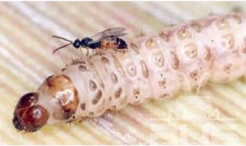 Figura 2. Vespa C. flavipes parasitando uma lagarta de D. saccharalis   Fonte: BUG Agentes Biológicos, 2004 