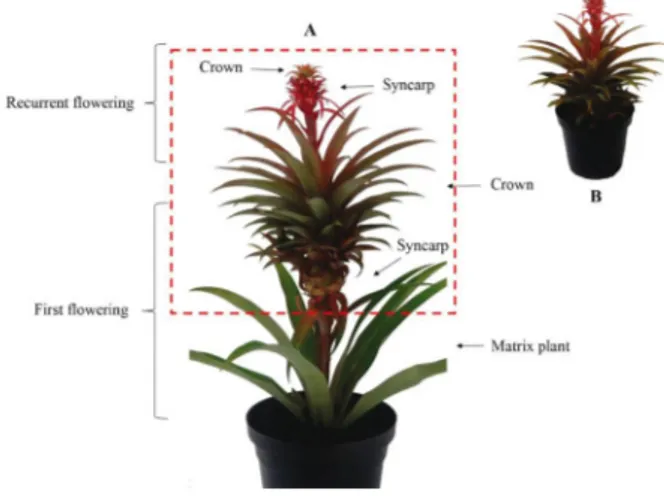 Figure  4 - A) ORN-MUT hybrid with complete flowering, highlighting the “new plant’ formed; B) miniature pineapple plant obtained in the study