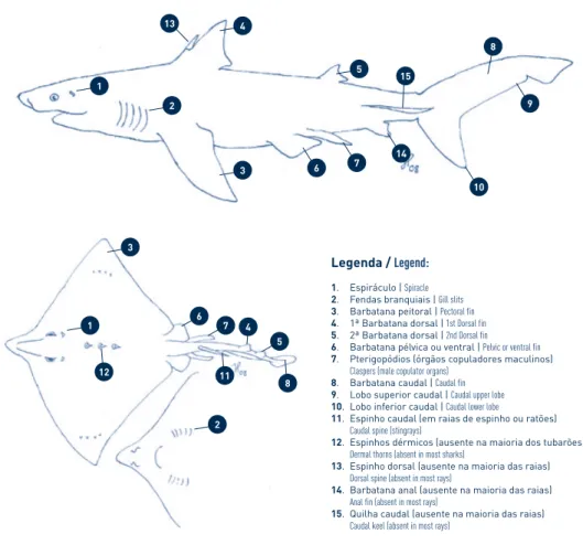 Fig. 1. Esquemas morfológicos de um tubarão e de uma raia. Schematic shark and ray.
