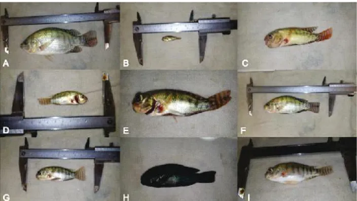 Figure 3 - Types of malformations found in juveniles Nile tilapia (Oreochromis niloticus) submitted to different hormonal concentrations of 17β-estradiol and 17α-ethinylestradiol during the first 28 days of life