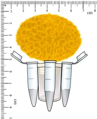 Figure  1  - Schematic drawing of artificial flowers used in the experiments with small-sized bee Plebeia aff
