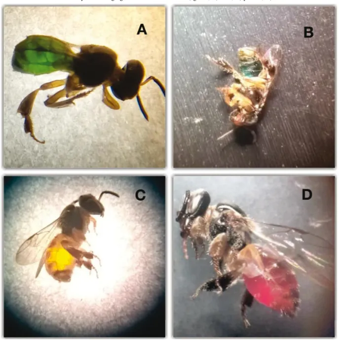 Figure 2 - Plebeia aff. flavocincta workers with colored abdomens due to foraging in artificial flowers containing dyed sugar syrup allowed to deduct the distance they were foraging from their colonies