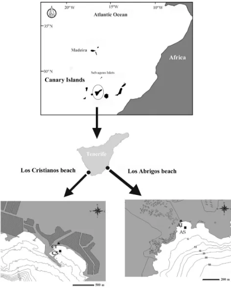 Fig. 1.  Map of the investigated areas showing the location of sampling stations: CI and CS,  Los Cristianos intertidal and subtidal; AI and AS, Los Abrigos intertidal and subtidal samples.