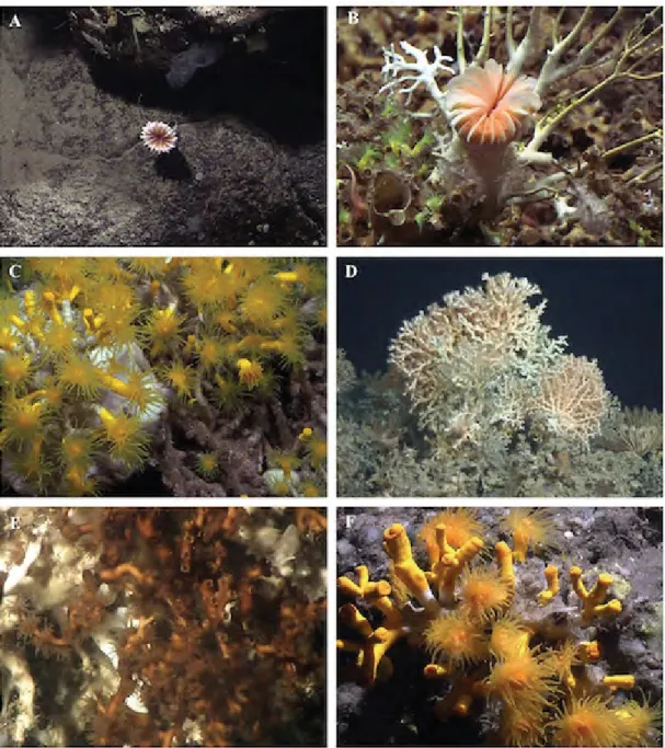 Figure 1.3 Scleractinian corals. (A) Calicular view of a solitary coral firmly attached to  the hard substrate at 923 m depth on the southern slope of Pico Island, Azores; (B) The  solitary coral Desmophyllum dianthus (Caryophylliidae) colonising the holdf