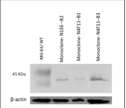 Figure 15: Detection of pro-caspase-1 in lysates of MG-63-CRISPR/cas9 cells by Western blot