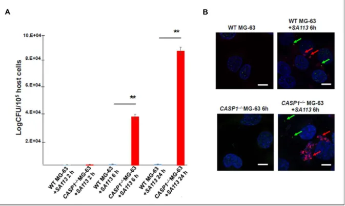Figure 25: Involvement of caspase-1 in bacterial clearance. 
