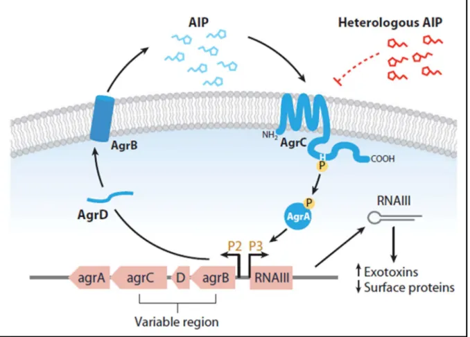 Figure 2: Accessory gene regulatory system (Agr). 