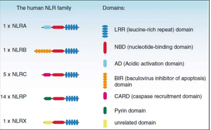 Figure 5: Scheme of NLR receptor subfamilies and their structure in humans. 