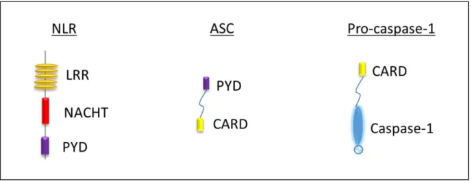 Figure 6: Scheme of the domain structure of the NLRP3 inflammasome components. 