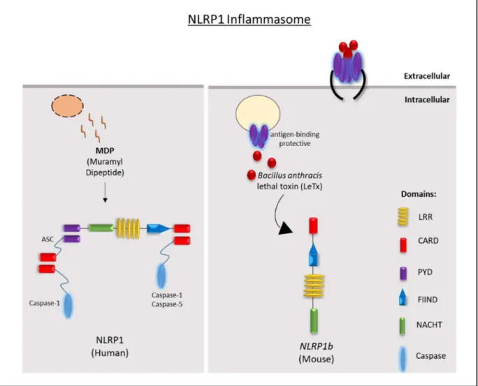 Figure  7:  Human  NLRP1  responds  to  muramyl  dipeptide,  while  Anthrax  lethal  toxin  triggers  murine Nlrp1b