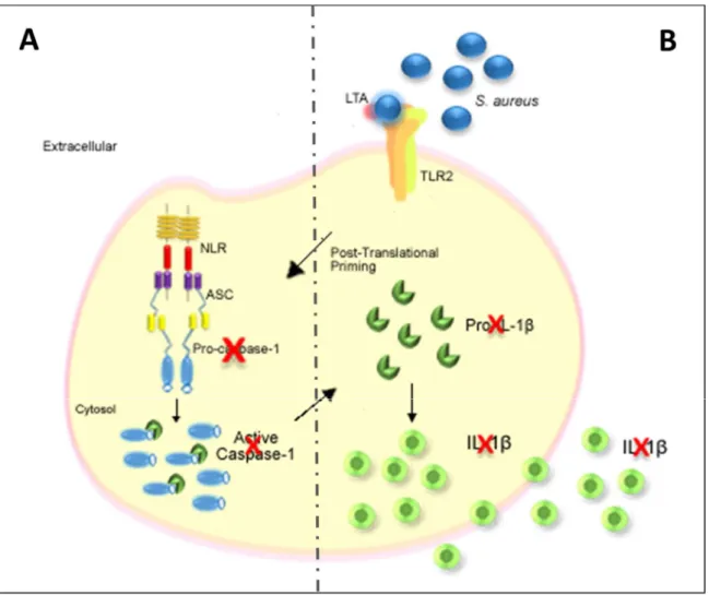 Figure 10: Schematic of the proposed objectives for the first and second part of the thesis